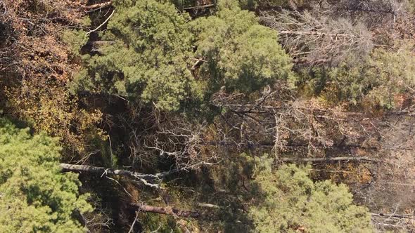 Vertical Video of an Autumn Forest During the Day in Ukraine alt
