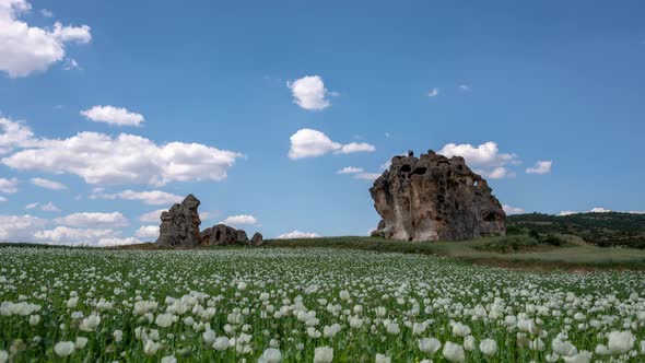 Opium Poppy İn Front of The Ancient City Timelapse