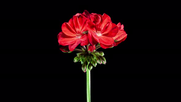 Red Pelargonium Flowers Blooming in Time Lapse on a Black Background. Beautiful Neon Red Geranium alt