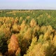 Aerial View at Autumn Mixed Forest at Day - VideoHive Item for Sale