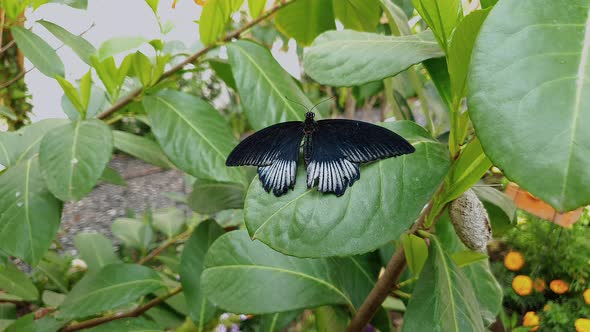 Close up of male Papilio Memnon, or Great Mormon Butterfly, resting on leaf alt