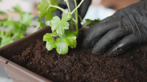 Woman Transplanting Plants Into the Big Pot for Planting on the Balcony alt