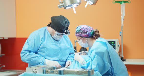 Male Veterinarian in Glasses White Gloves Cap and in Surgical Outfit While He Sutures the Operated alt