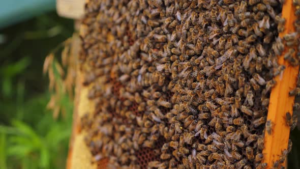 Working bees on honey cells. Many useful insects on frame near hive. Selective focus. alt