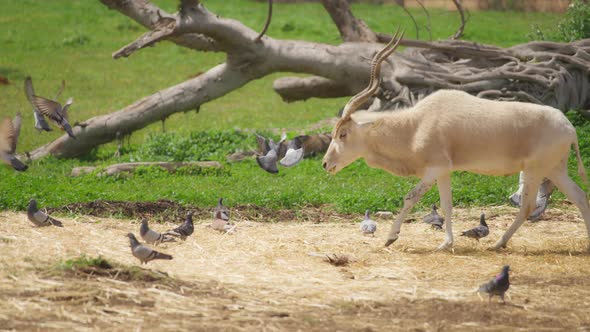 Addax walking on pasture with pigeons