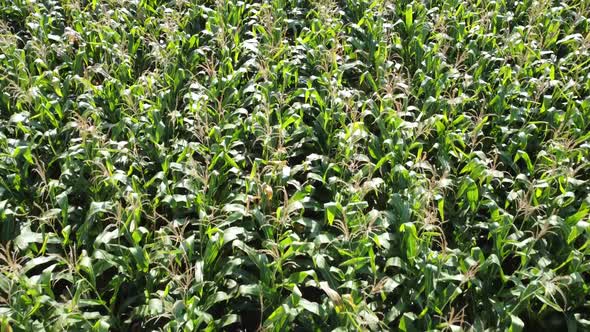 Corn Field Flight Over the Cream of Corn Stalks Excellent Growth Good Corn Harvest