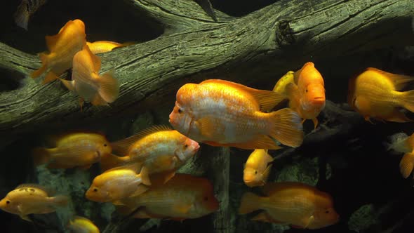 Cichlazoma Labiatum. Big Yellow Fish in the Aquarium