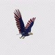 American Eagle - USA Flag - Flying Transition - V - 257