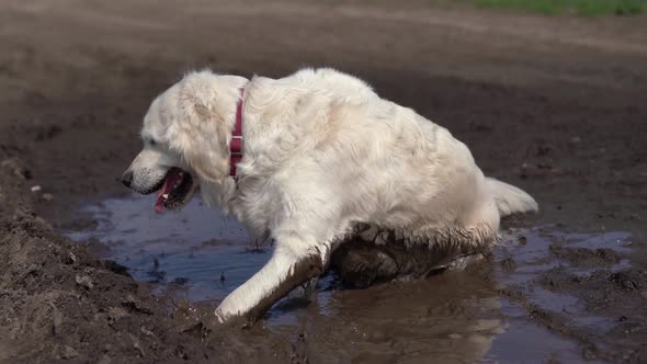 Funny Video - a Beautiful Thoroughbred Dog with Joy Lying in a Muddy Puddle