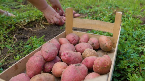 Close Up Front View Potatoes in Wooden Box Hands Harvest Potatoes From the Ground Unrecognizable alt