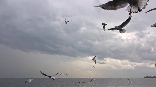 Flock Of Hungry Seagulls Flying In Gray Cloudy Sky 2 alt
