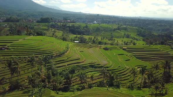 Drone view over tropical nature rice fields