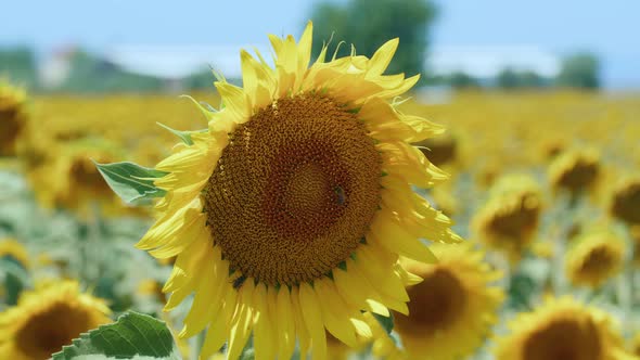 Beautiful Natural Plant Sunflower In Sunflower Field In Sunny Day 35 alt