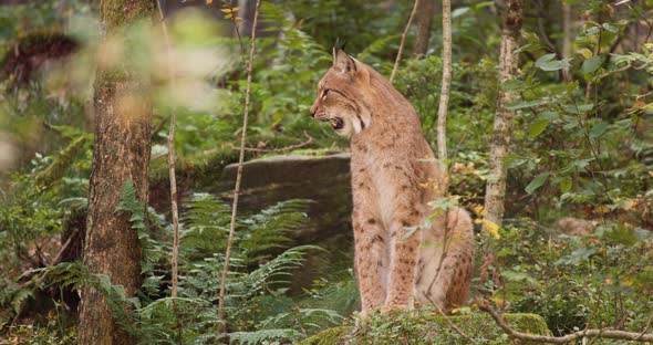 Beautiful Lynx Cat on Sitting in the Forest in the Evening Shadows