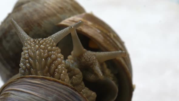 Snail Couple Meeting and Making Love Beautiful View Close Up Macro