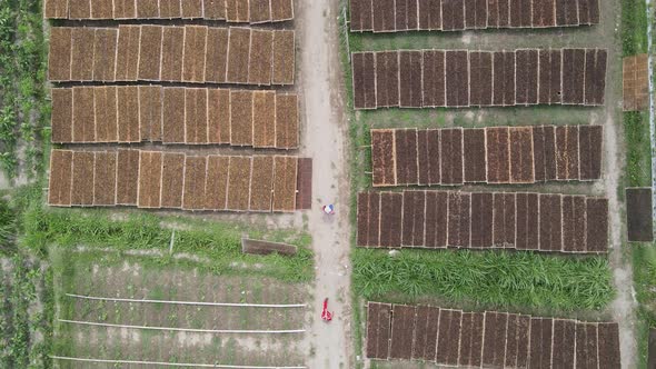 Aerial view of traditional drying tobacco leaves under the sun in Indonesia. alt