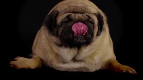 Close Up of Cute Pug Licks Muzzle Lying on Black Background alt