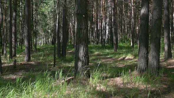 Flying Through Forest 2