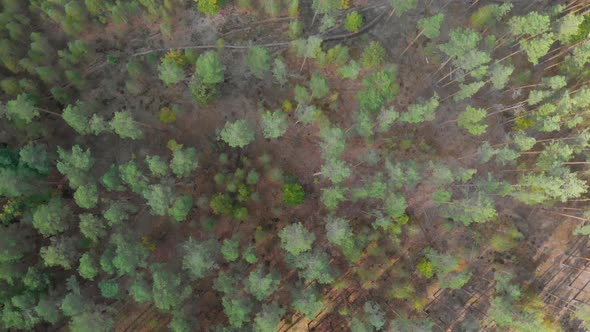 Green Pine Forest, Above View