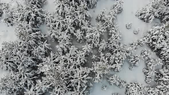 14 Young Fir Trees Under The Snow