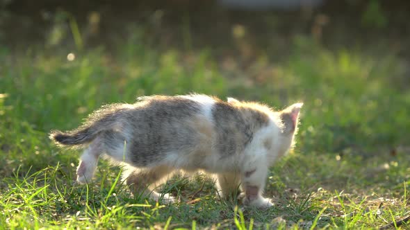 Cute Persian Kitten Walking In The Park Under Sunlight alt