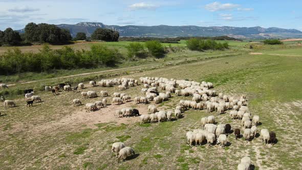 Aerial Drone Shot Flying Over a Flock of Sheep alt