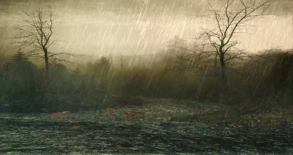 Sunset Swamp Forest Rain Rain Falls In Remote Forest, Weather Nature Lanscape