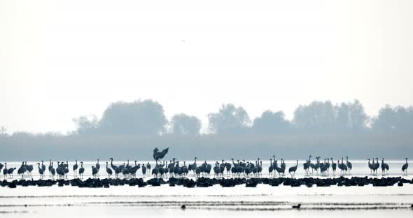 Common Crane migration in the Hortobagy. alt