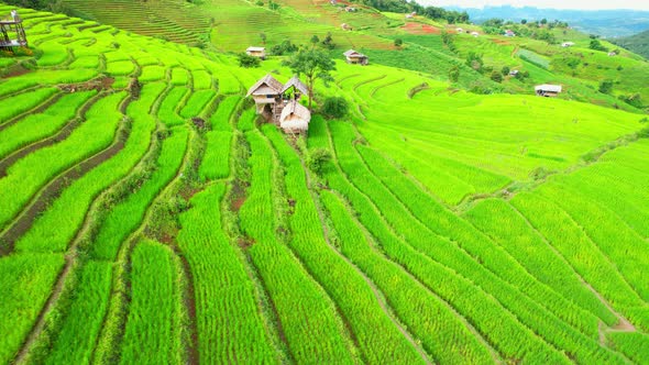 Aerial view of agriculture in rice fields for cultivation alt