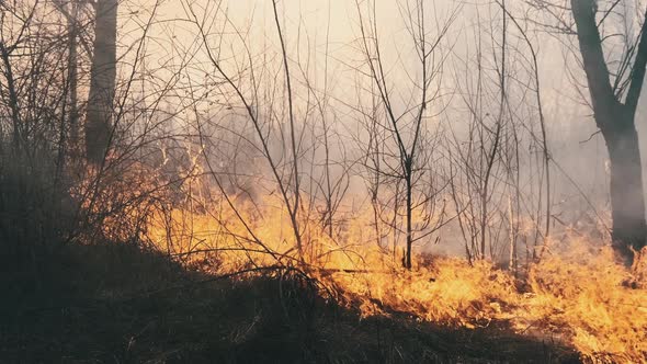 Wildfire in Spring Forest Burning Dry Grass Trees Bushes Flames and Smoke alt