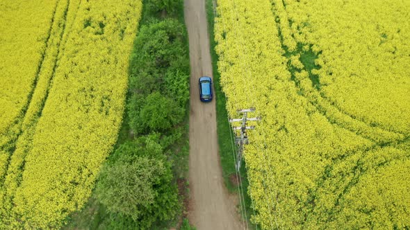 Aerial View Overhead of Blue Car Moving Along Country Road Between Yellow Rapeseed Fields alt