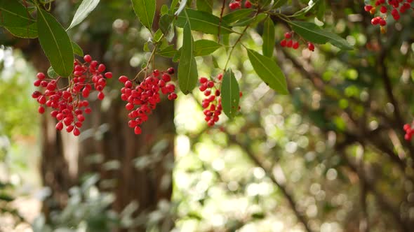 Red Berries on Tree Gardening in California USA
