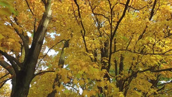 Branches with yellow leaves alt