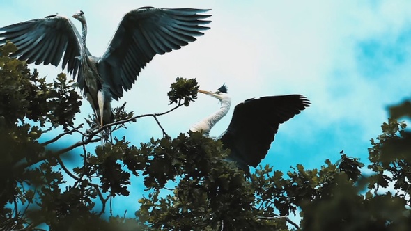 A wild heron lands on the top of a tree in slow motion.