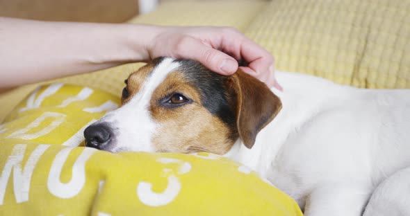 Woman Gently Strokes Her Dog Jack Russell Terrier on the Head alt