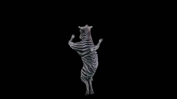 45 Zebra Dancing HD alt