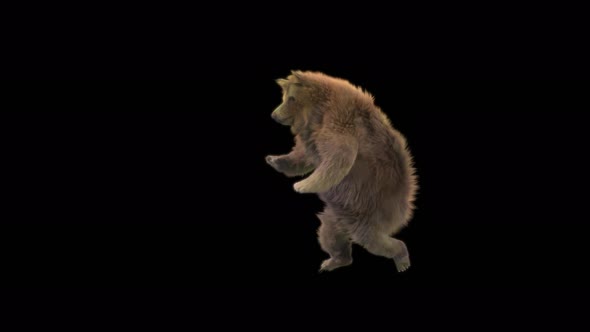 115 Bear Dancing 4K alt