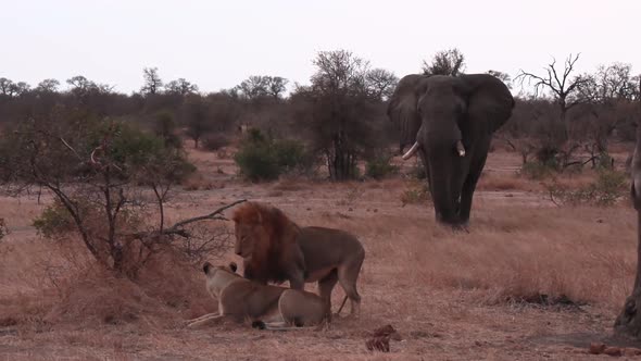African animal stare down, a large bull elephant aggressively approaches a resting pair of lions and alt