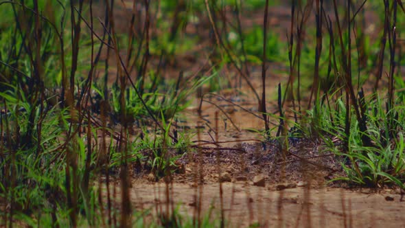 Close up of weeds growing in dry rocky soil in the summer heat ALTERNATIVE VERSION alt