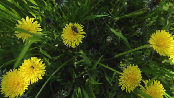 Spring Park. Dandelions 2