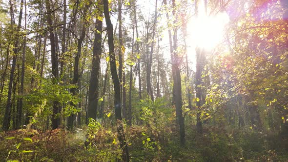 Autumn Forest with Trees By Day alt