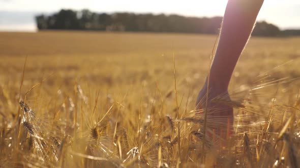 Female Hand Moving Over Ripe Wheat Growing on the Meadow with Sunlight at Background alt
