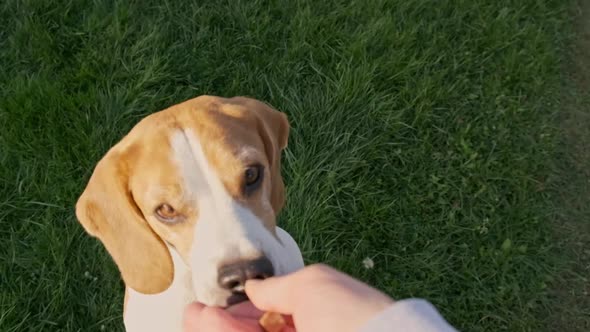 Beagle Dog Jumps on Two Feet in Slow Motion Top View.