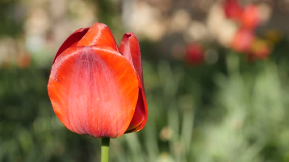 Shallow DOF lily Didier tulip  plant bulb  4K 2160 30fps UltraHD footage - Close-up of flower Tulipa alt