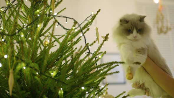 Cat Drops A Christmas Bauble