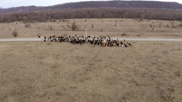 Aerial view herd of cows crossing road between fields. Caucasus, Russia. Winter. Farm animals cattle
