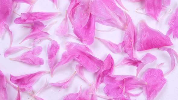Rotating Background of Pink Peony Petals on a White Background
