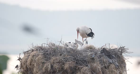 Stork Parents and Chicks in a Nest