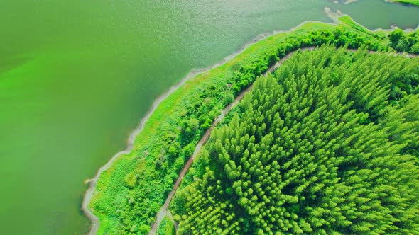 Drone flying over a pine tree in a beautiful lake alt