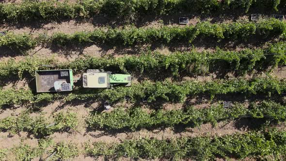Countryside Farms, Vineyard Grapes, Aerial View of Grapes Harvest with Tractor alt